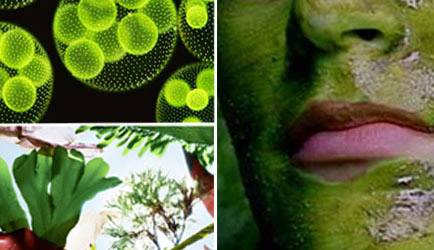 algae-cosmetics