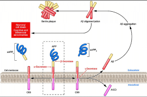 Pathogenic-pathway-of-AD