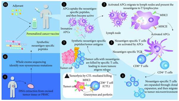 immunology-of-personalized-neoantigen-cancer-vaccine