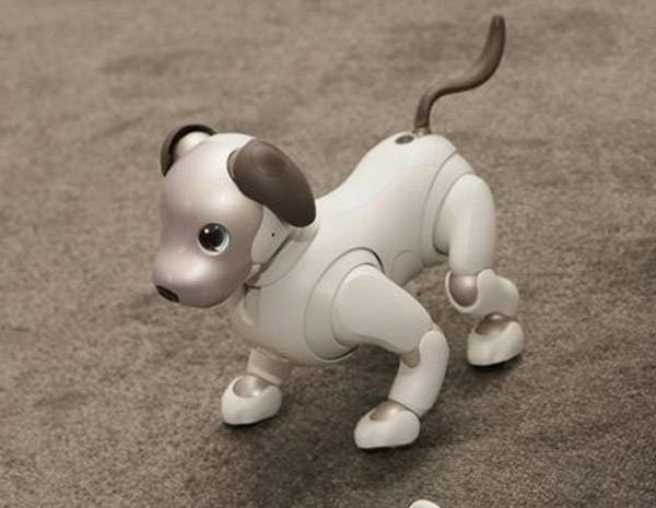 pet-robotics