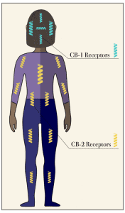 receptors-of-endocannabinoid-system