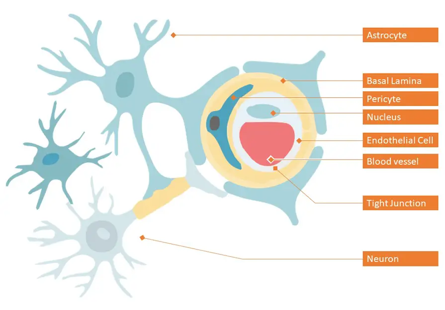 Iron Oxide Nanoparticles for the treatment of Neurodegenerative Diseases